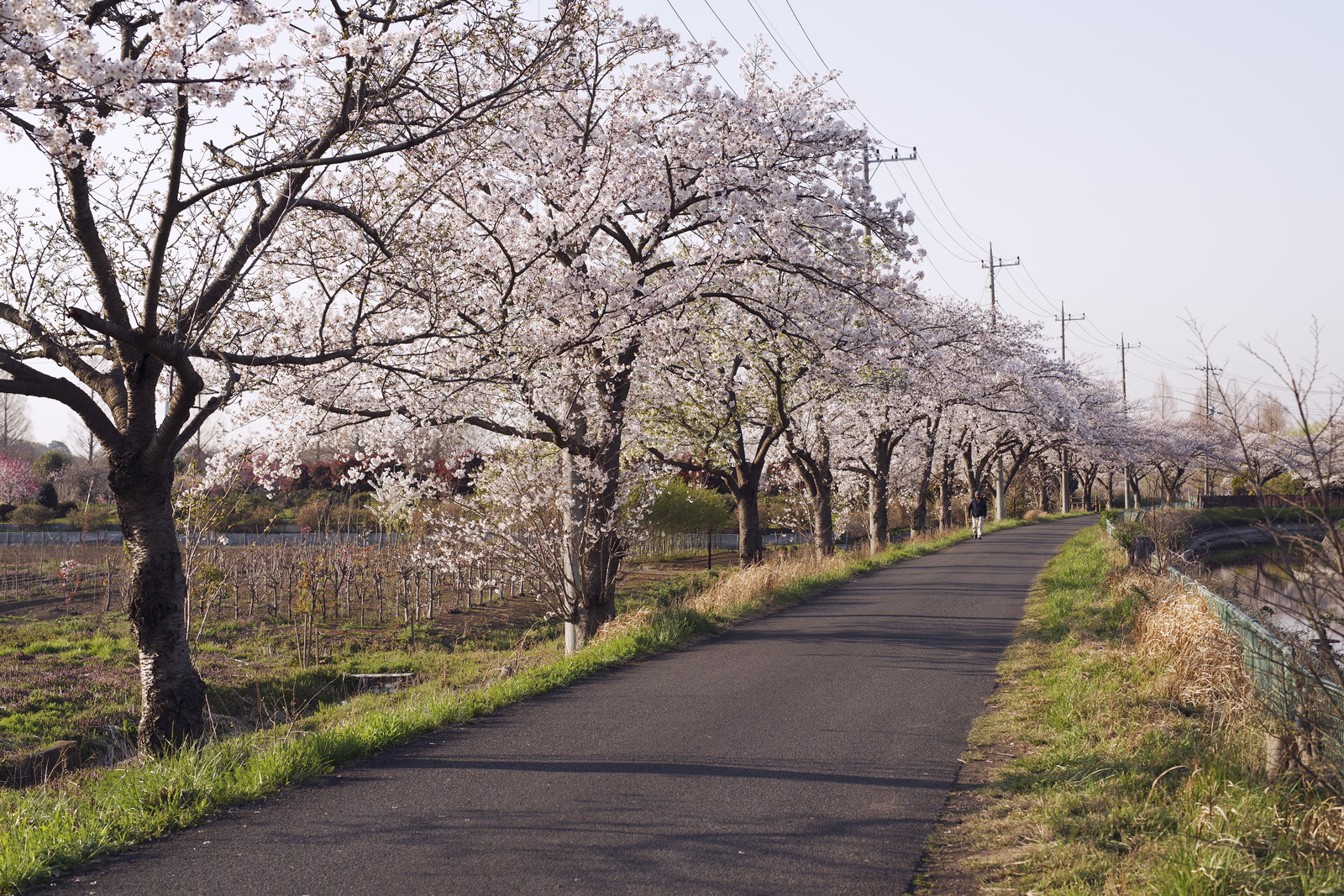 朝散歩の風景